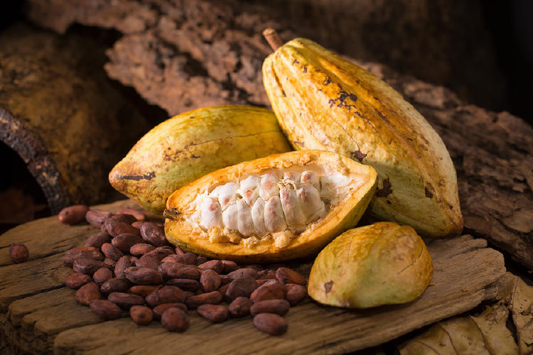 cacao