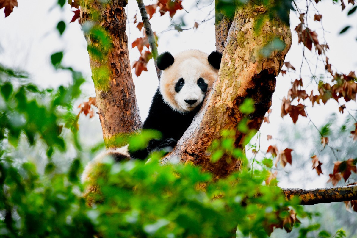 1_3vYP9l_ScjNivbtl3c7MEw 1_3vYP9l_ScjNivbtl3c7MEw