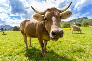 vaca vaca
