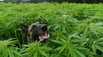 intoxicacion por marihuana o hachis en perros y gatos