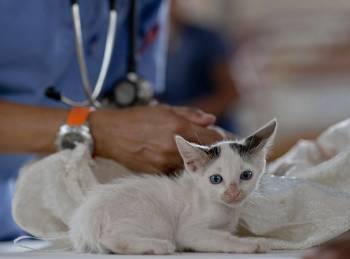 Gato en el veterinario