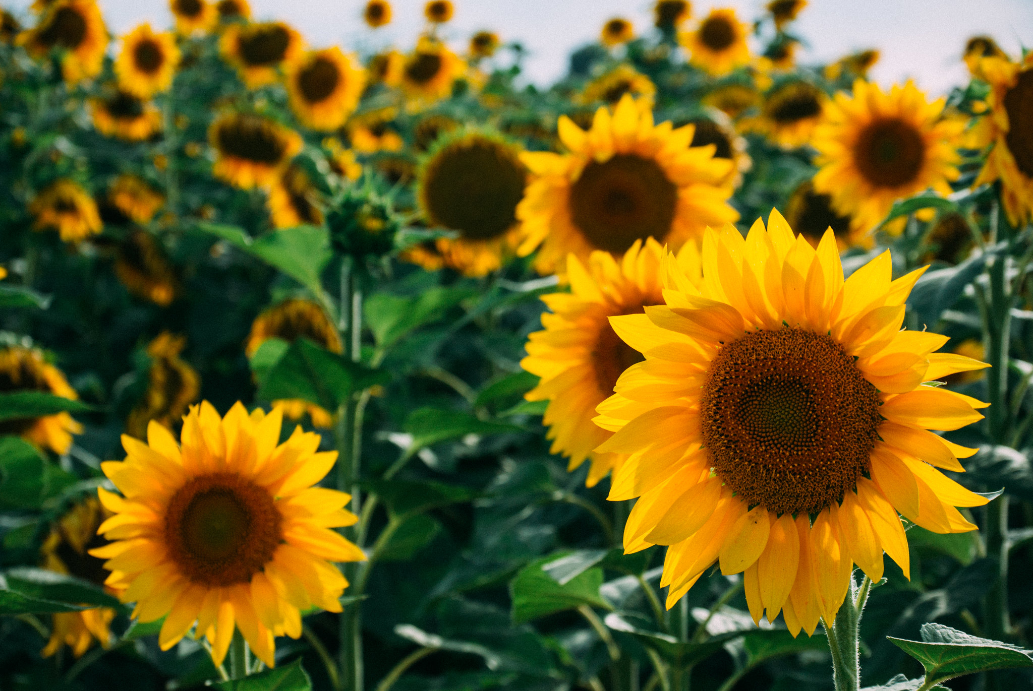 Aceite girasol Aceite girasol