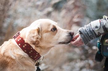 dog 1861839_1280 dog 1861839_1280