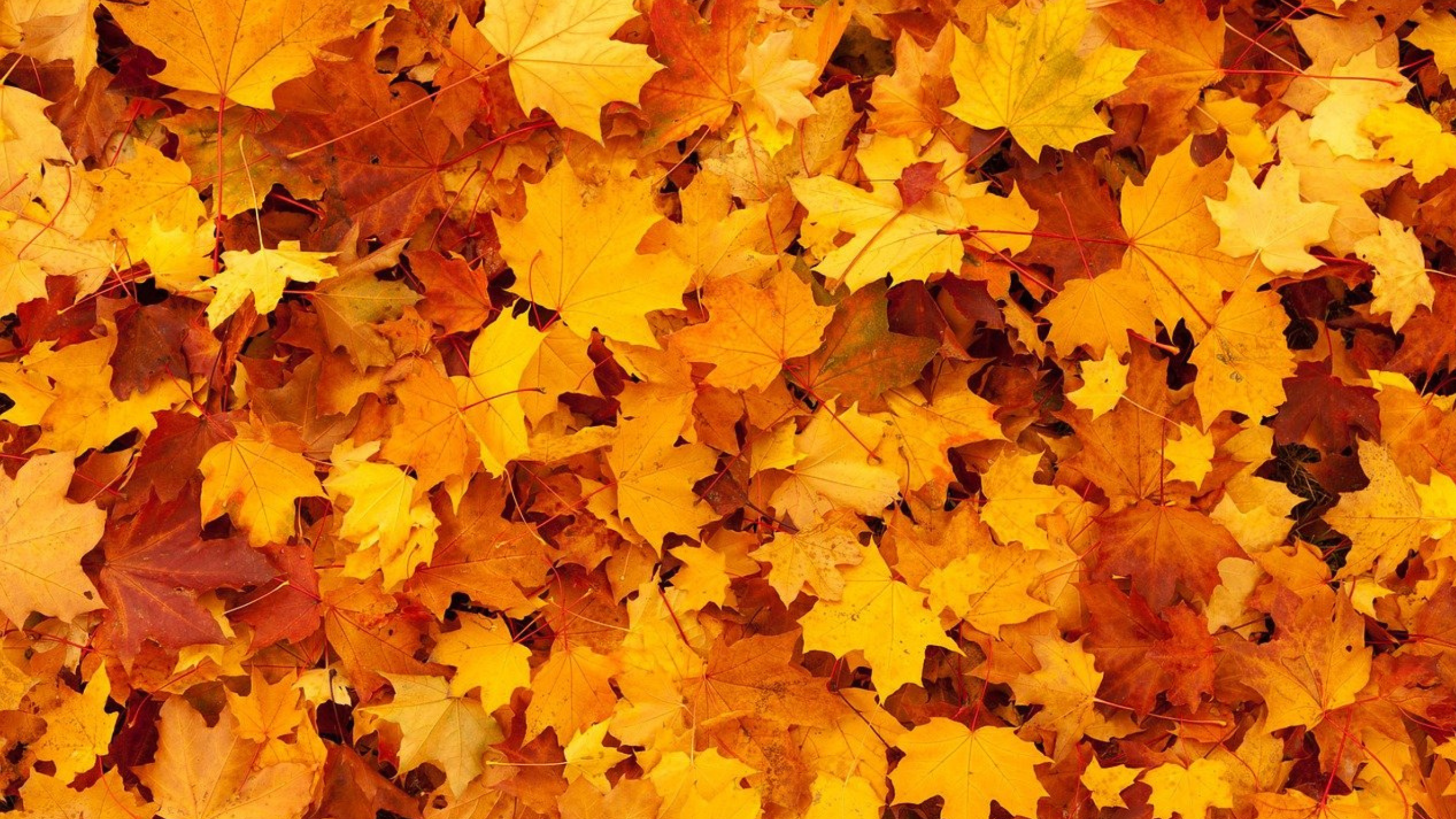 Diseño sin título (17) Diseño sin título (17)