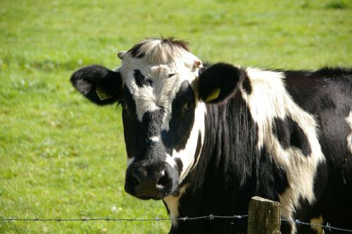 Vaca suiza