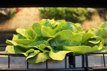 Lechuga Lechuga