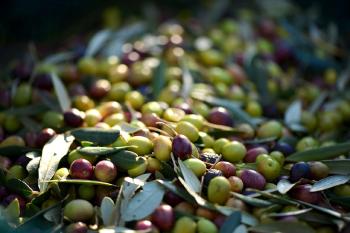 olives 253264_1280
