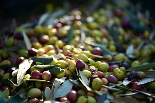 olives 253264_1280 olives 253264_1280