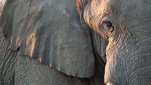 por que los elefantes odian los drones