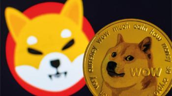 shibainu shibainu