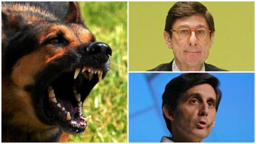 perros pallete goirigolzarri perros pallete goirigolzarri