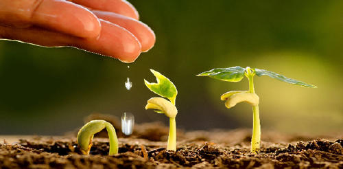 ecosistema ecosistema