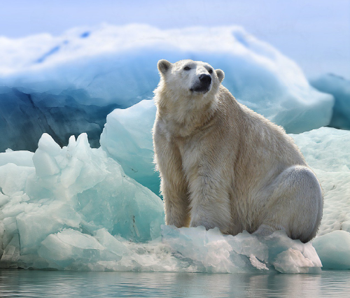 polar bear 3277930_1920 (1) polar bear 3277930_1920 (1)