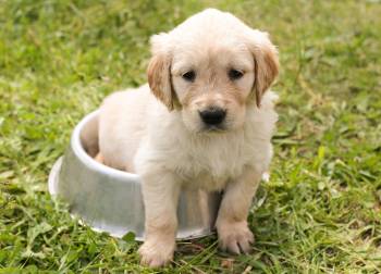 puppy 1207816_1920 puppy 1207816_1920