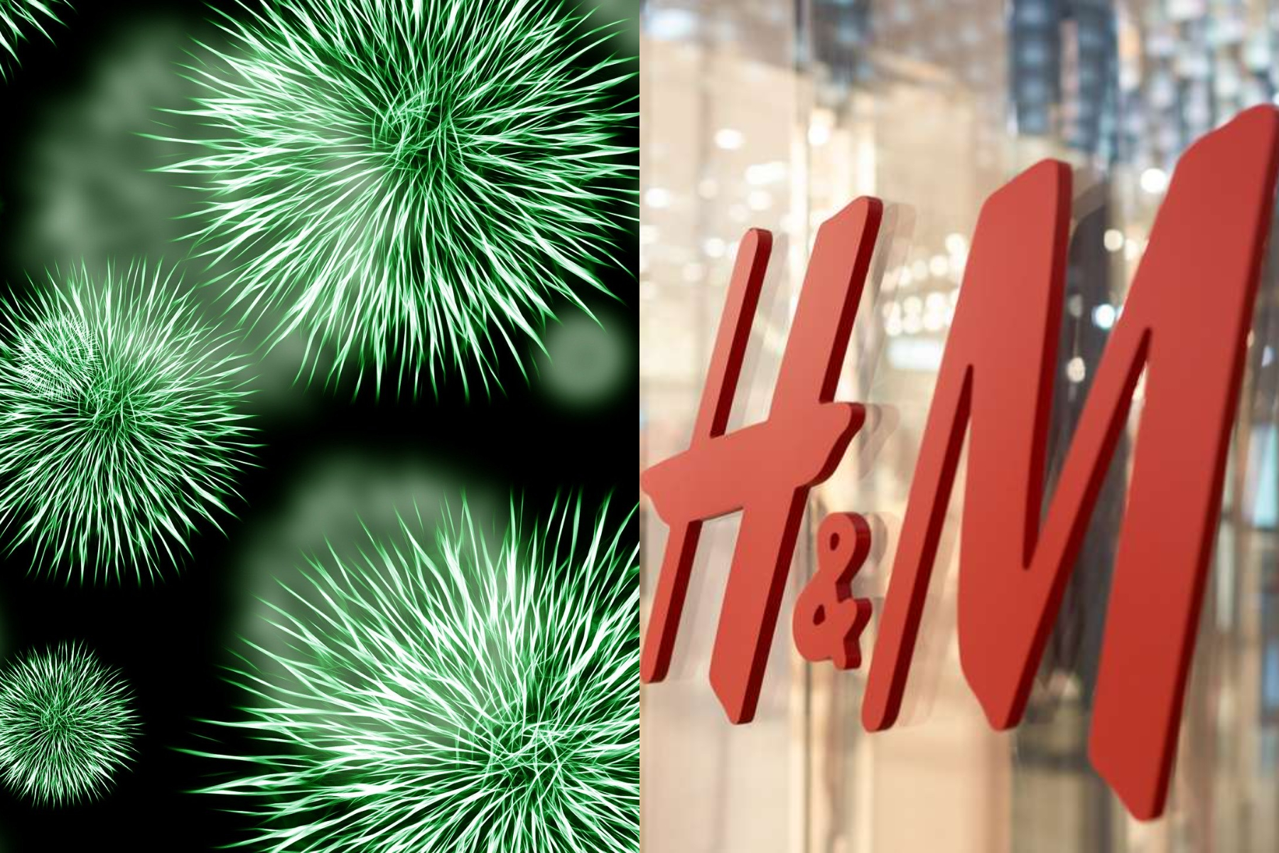 bacterias H&M bacterias H&M