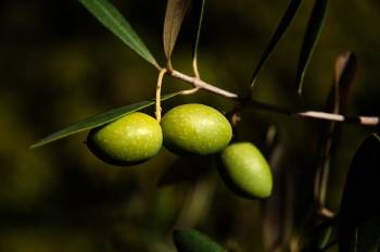 olives 1955275_1280