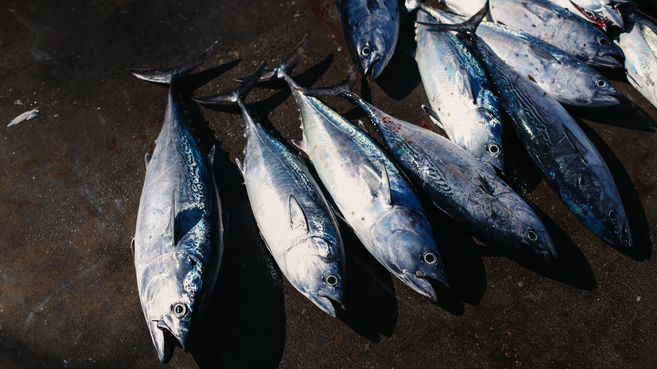 pesca atun pesca atun