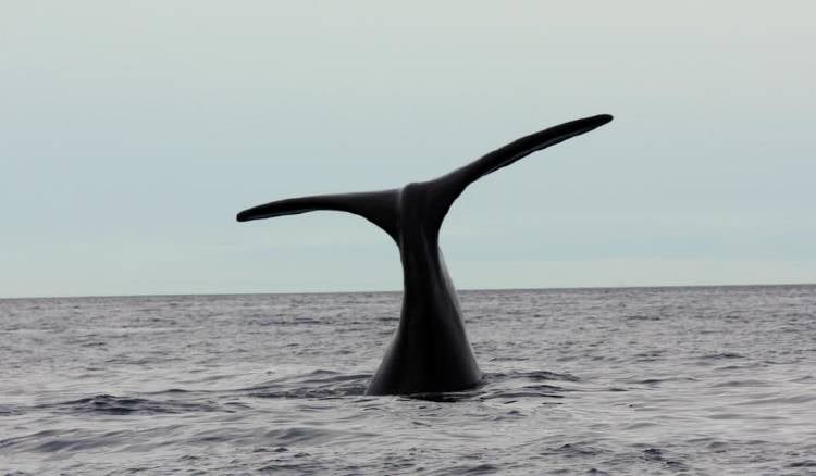 Ballena