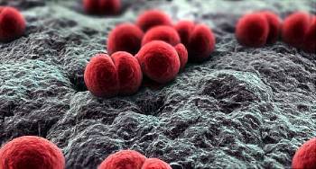650x350_meningitis_what_is_it_ref_guide 650x350_meningitis_what_is_it_ref_guide