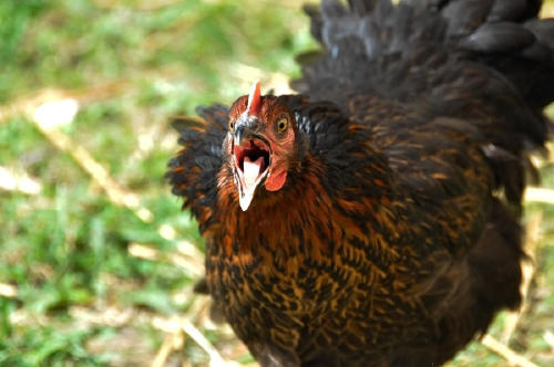 hen_by_tyc01101 d3dkb06 hen_by_tyc01101 d3dkb06