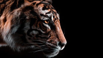 tigre tigre