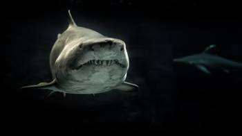 shark shark