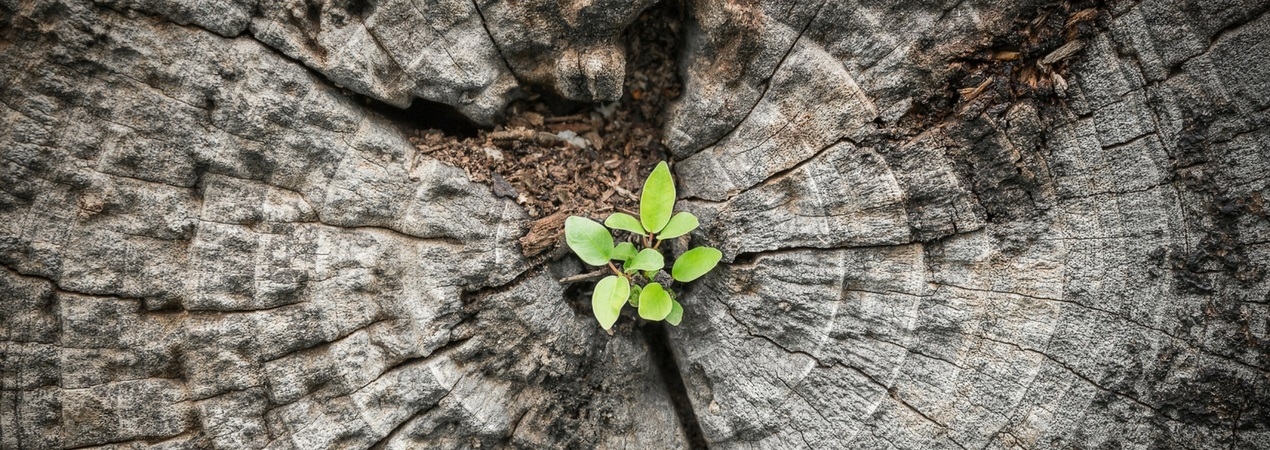 Analisis CyC Nota Insolvencias Analisis CyC Nota Insolvencias