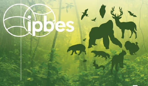 ipbes 8_jungle_0 ipbes 8_jungle_0