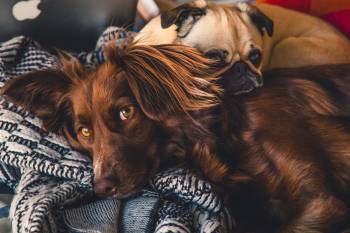 perros mascotas perros mascotas