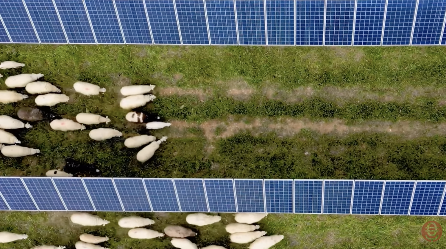 Ovejas pastorean entre placas solares fotovoltaicas de Iberdrola