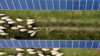 Ovejas pastorean entre placas solares fotovoltaicas de Iberdrola Ovejas pastorean entre placas solares fotovoltaicas de Iberdrola